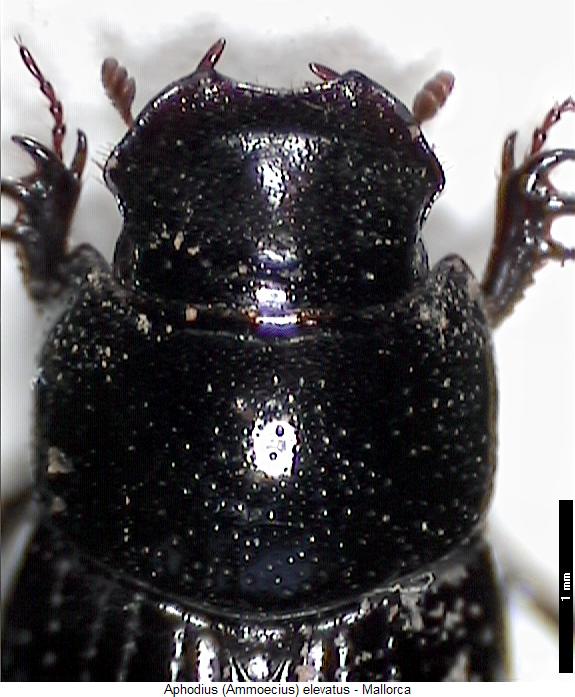 aphodius_elevatus_vk.jpg