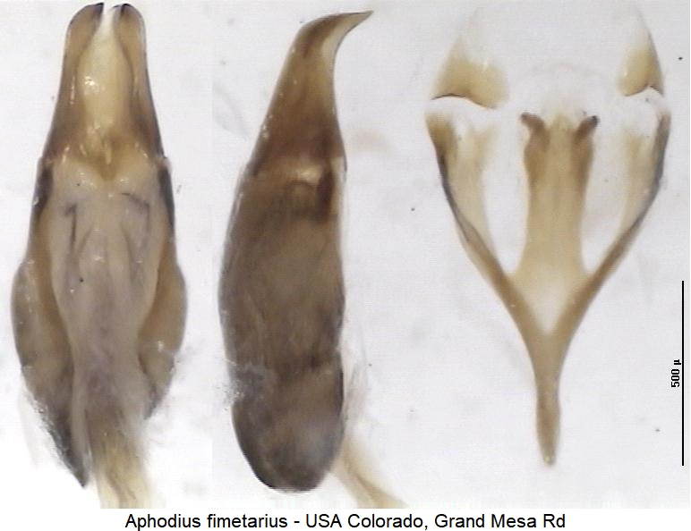 aphodius_fimetarius.jpg