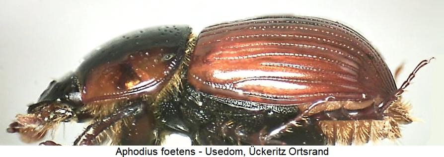 aphodius_foetens_sa.jpg