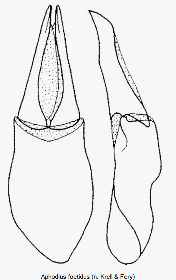 aphodius_foetidus1.gif