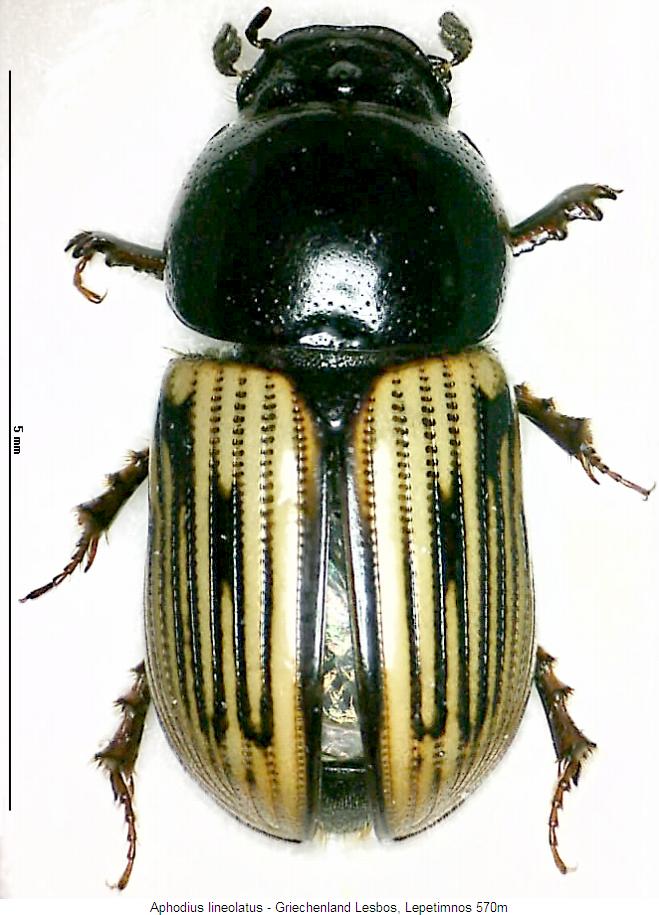 aphodius_lineolatus_hab.jpg