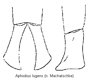 aphodius_lugens.gif