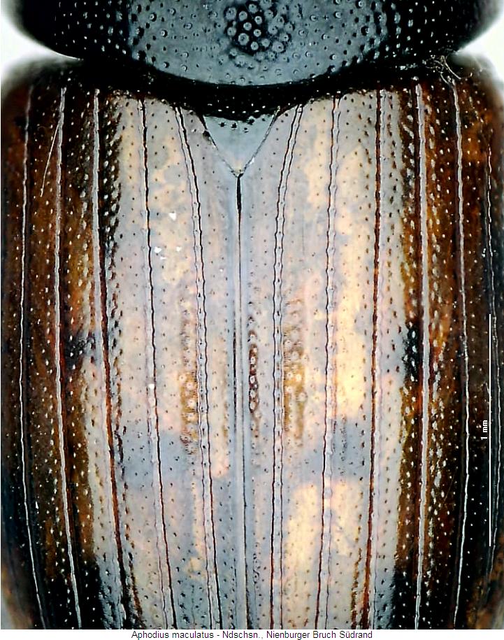 aphodius_maculatus_fld.jpg