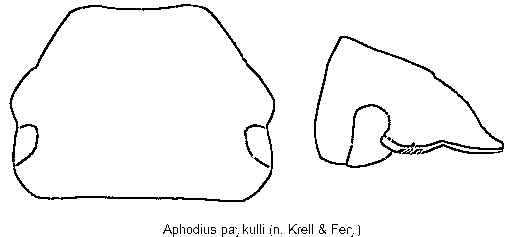 aphodius_paykulli_k.gif