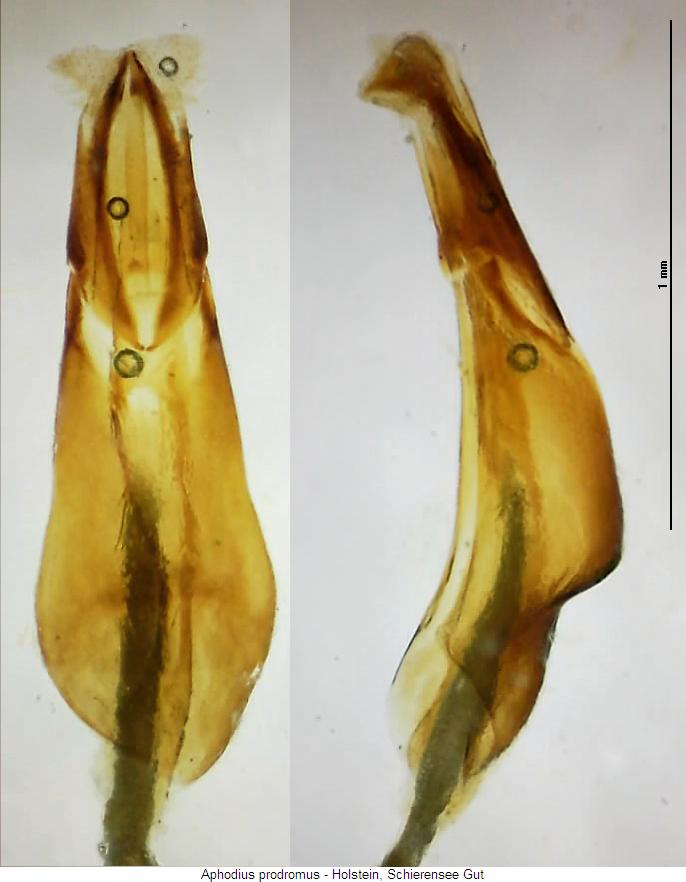 aphodius_prodromus.jpg