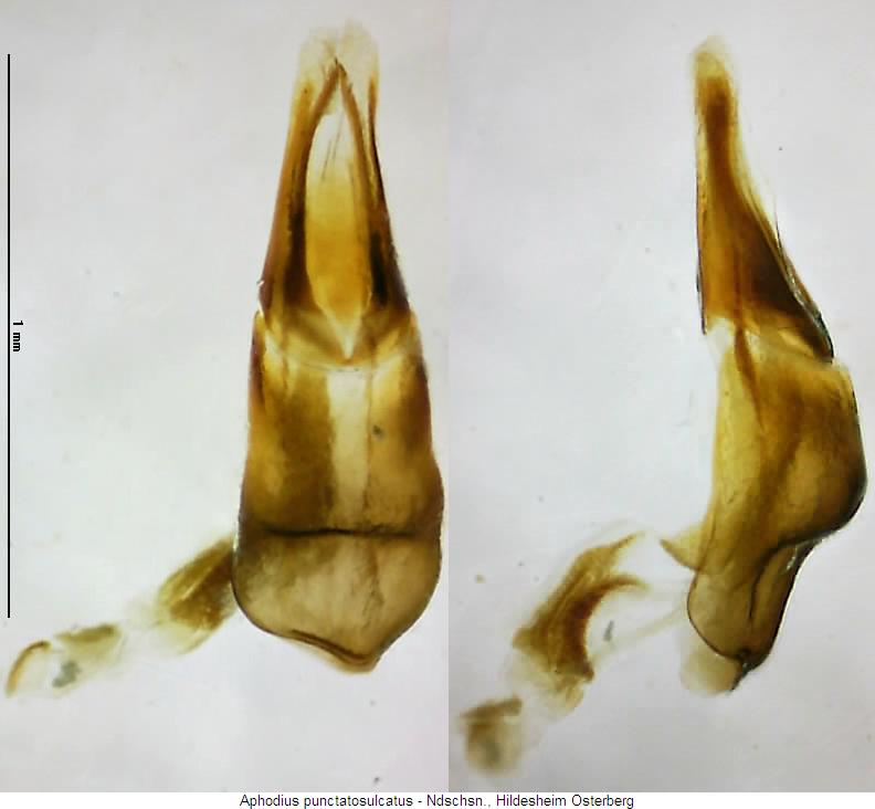 aphodius_punctatosulcatus.jpg