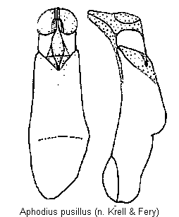 aphodius_pusillus.gif