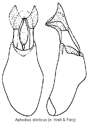 aphodius_sticticus.gif