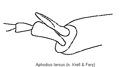aphodius_tersus_hschn.gif