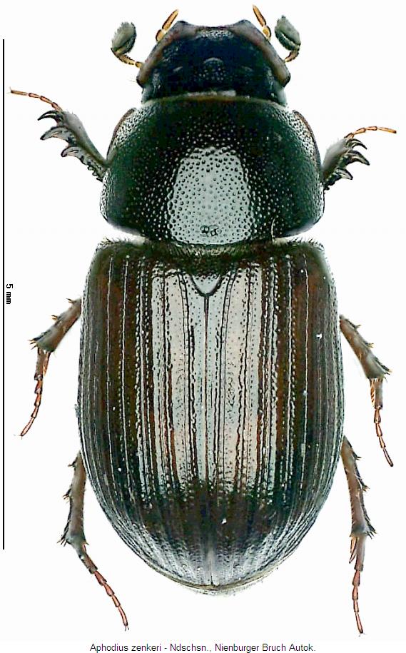 aphodius_zenkeri_hab2.jpg