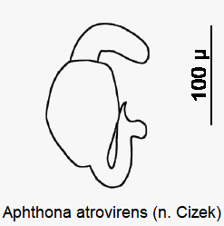 aphthona_atrovirens_sperm.gif