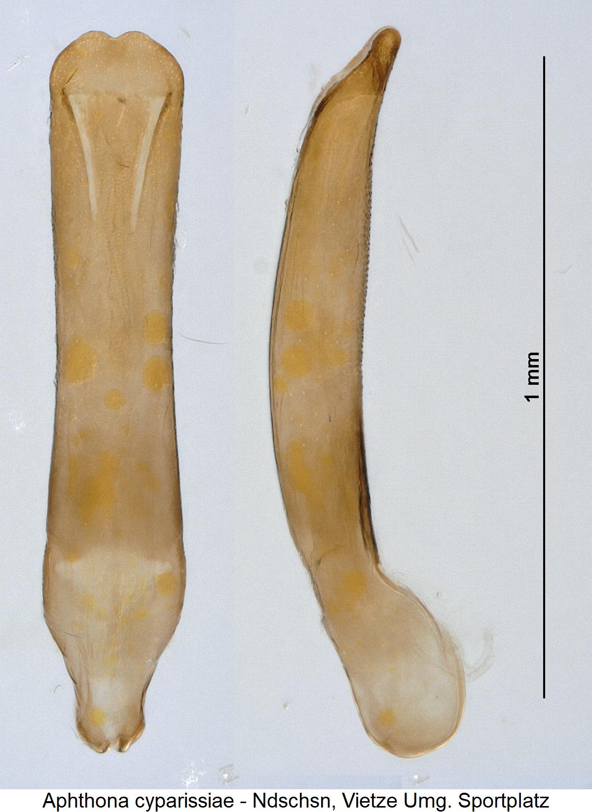 aphthona_cyparissiae1.jpg