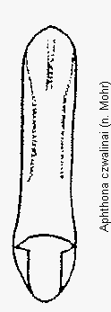 aphthona_czwalinai.gif
