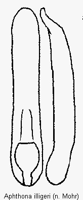 aphthona_illigeri.gif