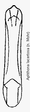 aphthona_lacertosa.gif