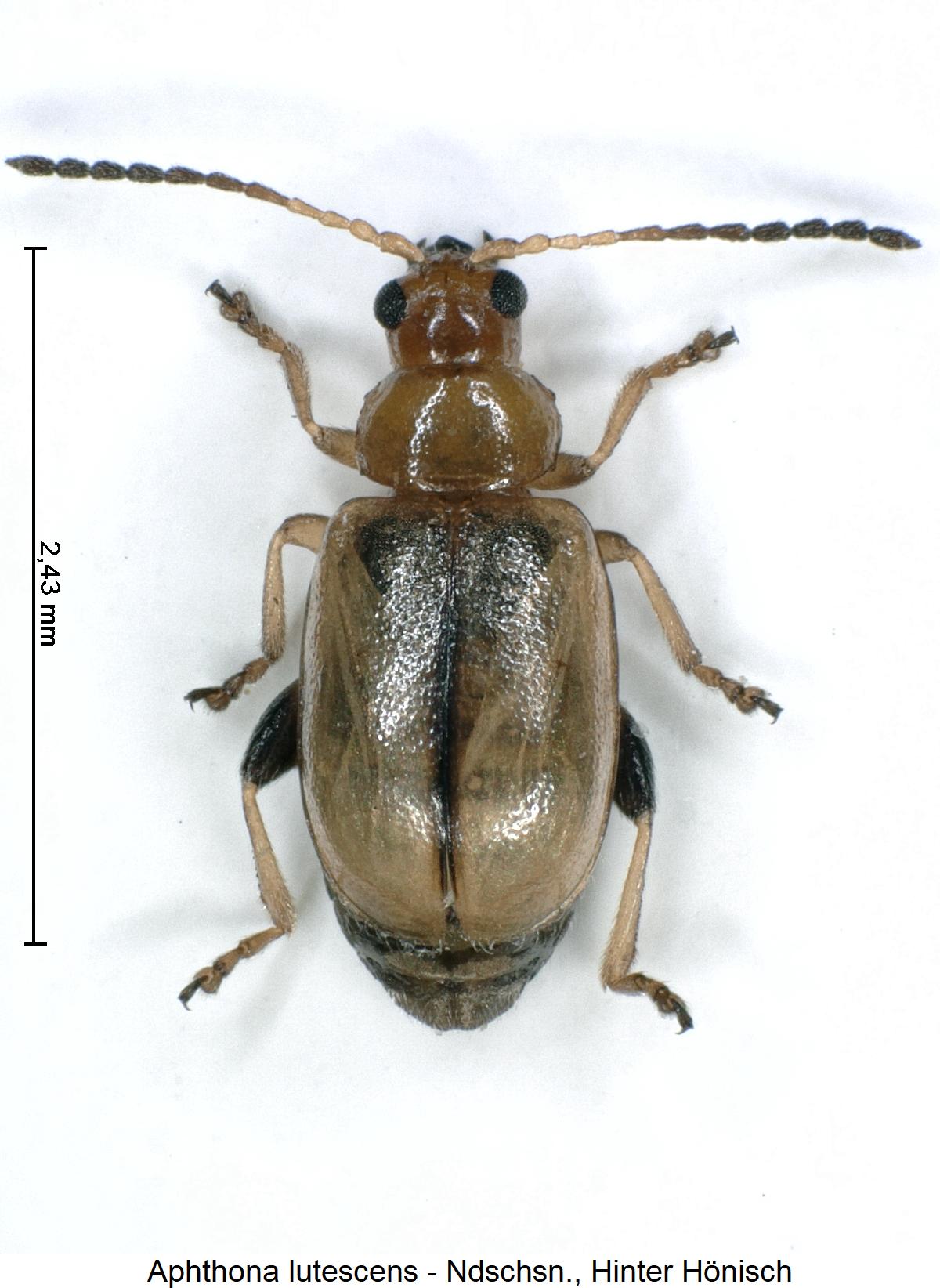 aphthona_lutescens_hab.jpg