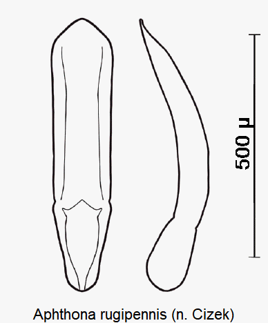 aphthona_rugipennis.gif