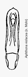 aphthona_violacea.gif