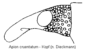 apion_cruentatum_k.gif