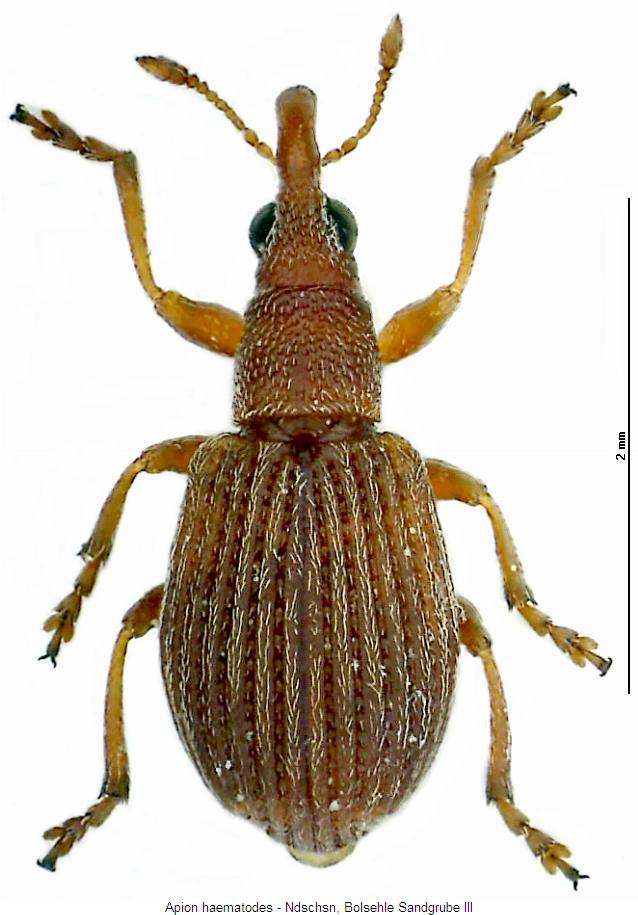 apion_haematodes_hab.jpg