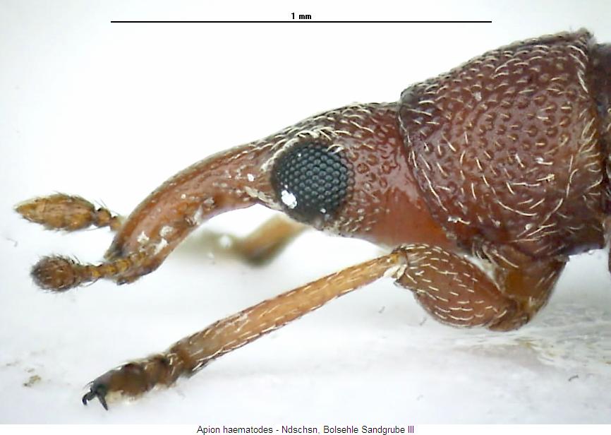 apion_haematodes_vk.jpg
