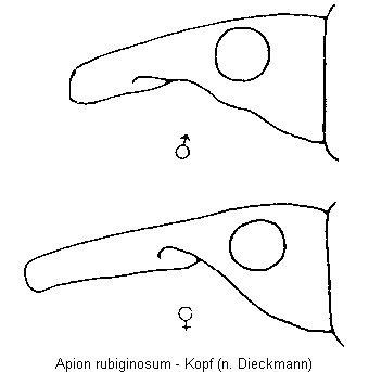 apion_rubiginosum_k.gif