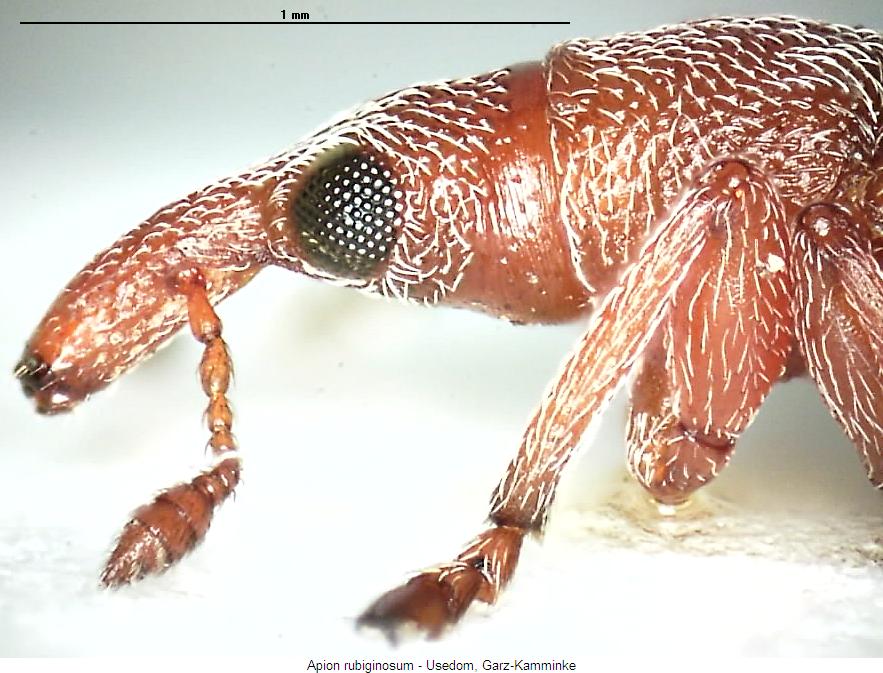 apion_rubiginosum_vk.jpg