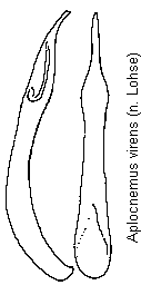 aplocnemus_virens.gif