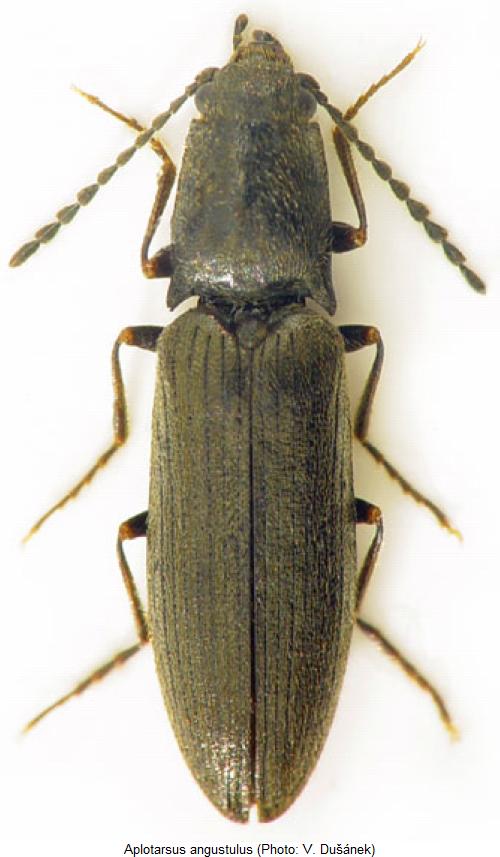 aplotarsus_angustulus_hab.jpg