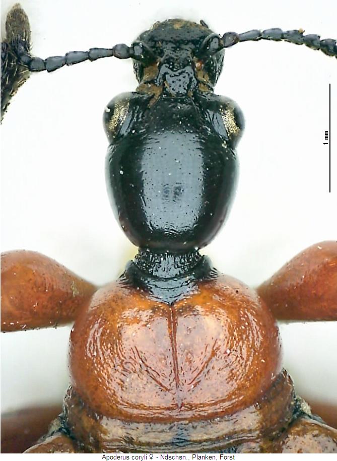 apoderus_coryli_w_vk.jpg