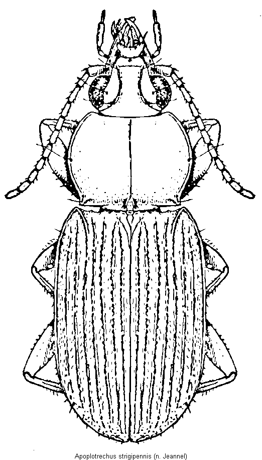 apoplotrechus_strigipennis_hab.gif