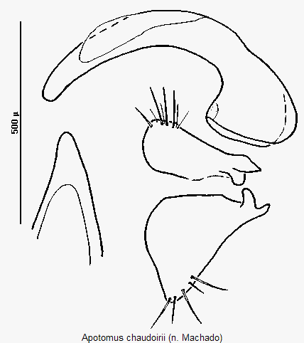 apotomus_chaudoirii.gif