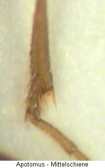 apotomus_mschn.jpg