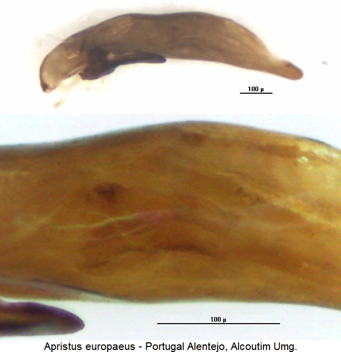 apristus_europaeus.jpg