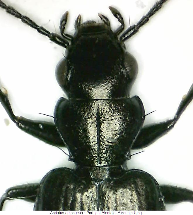 apristus_europaeus_hsch.jpg