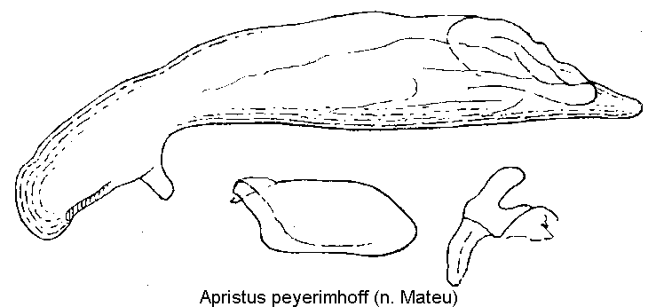 apristus_peyerimhoff.gif