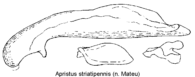 apristus_striatipennis2.gif