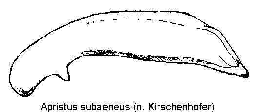 apristus_subaeneus.gif