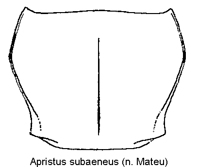 apristus_subaeneus_hsch.gif