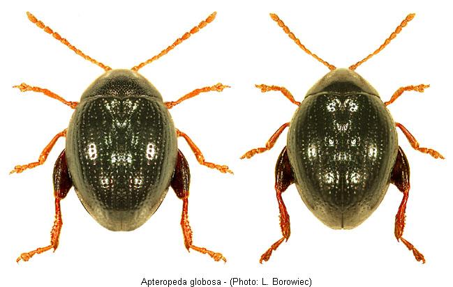 apteropeda_globosa.jpg