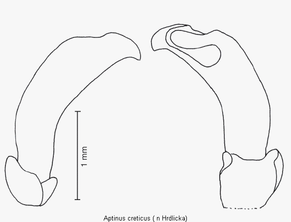 aptinus_creticus.gif