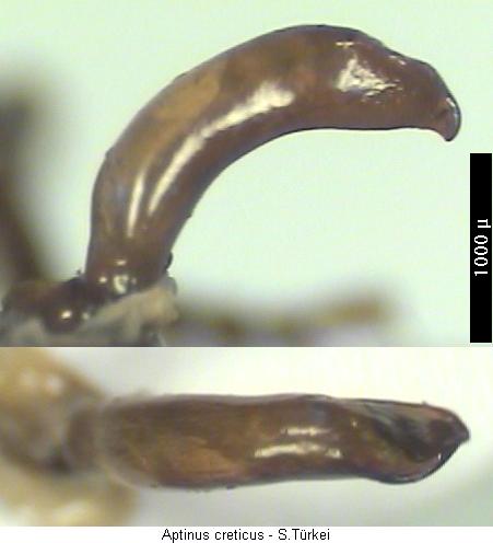 aptinus_creticus.jpg