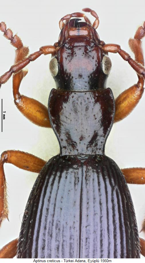 aptinus_creticus_vk.jpg