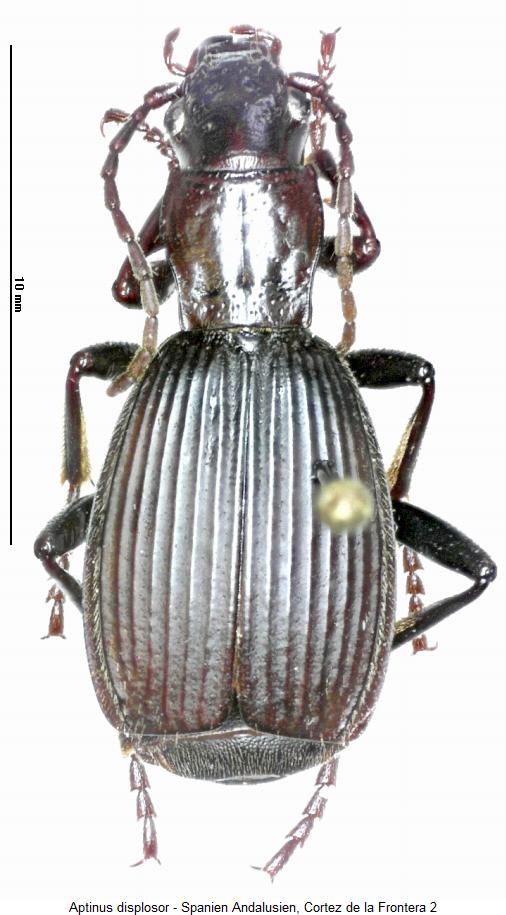 aptinus_displosor_hab.jpg