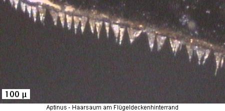 aptinus_haarsaum.jpg