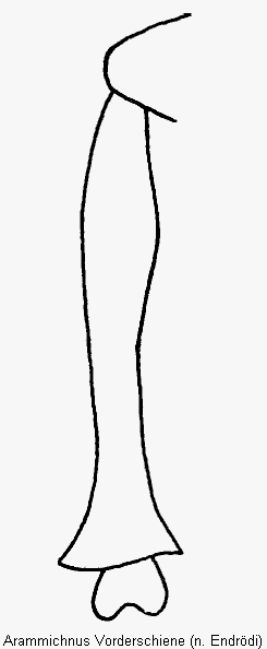 arammichnus_vorderschiene.gif