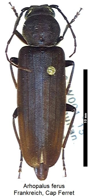 arhopalus_ferus_hab.jpg