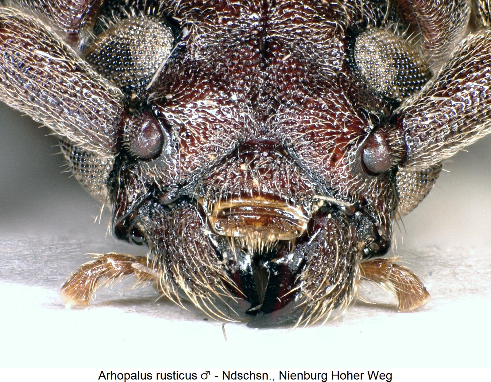 arhopalus_rusticus_k.jpg