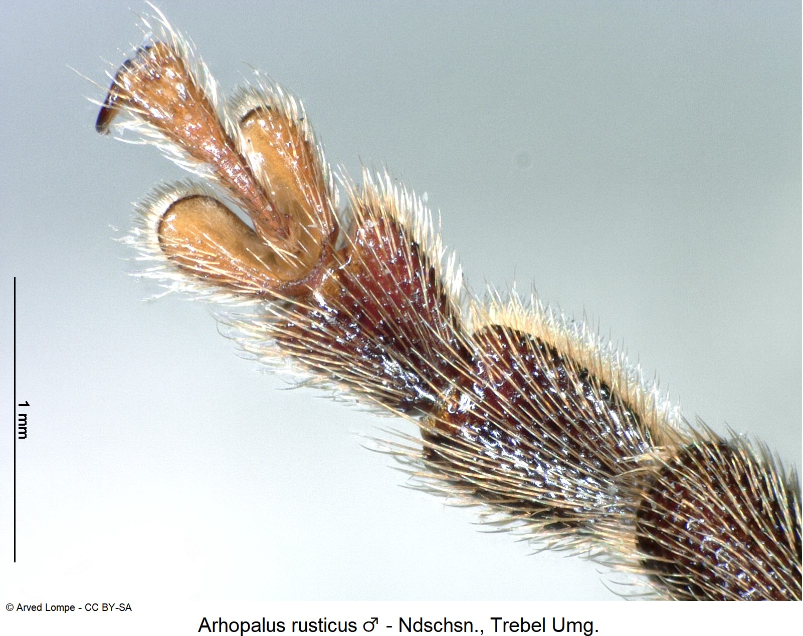 arhopalus_rusticus_m_ck10820_vtr.jpg