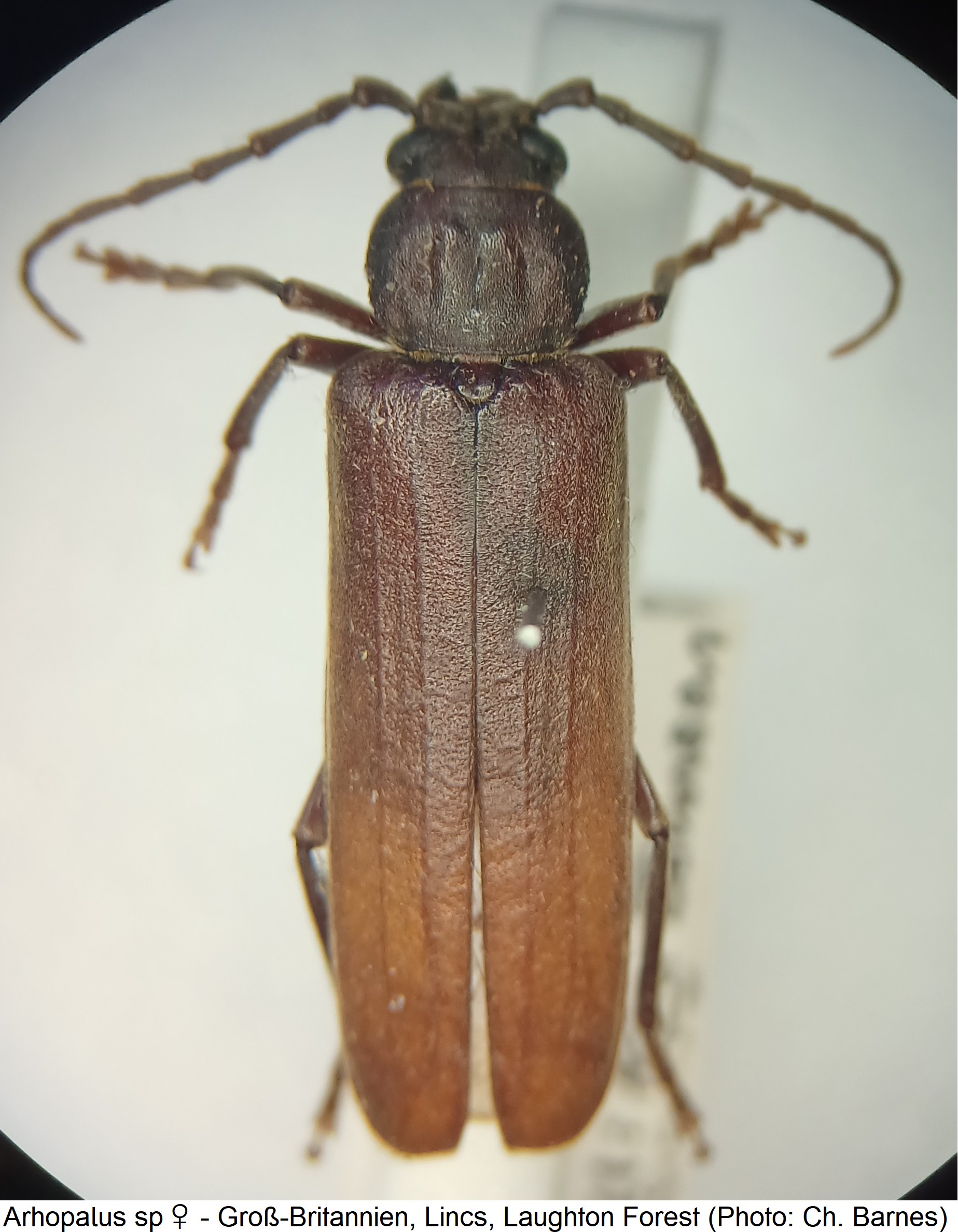 arhopalus_sp_w_hab.jpg